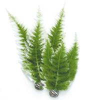 biOrb Easy Plant Wintervaren, Medium