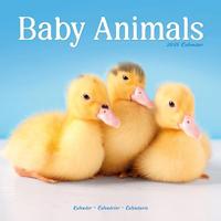 Baby Animals Calendar 2026 Square Animal Wall Calendar - 16 Month