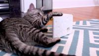 Kattenspeelgoed Cheese