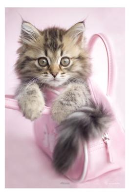 Kat Minnie Poster 61x91.5cm