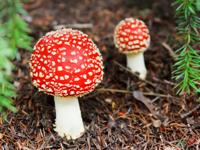 Tuinposter Paddestoelen 3