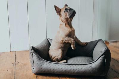 Hondenmand Mira Taupe