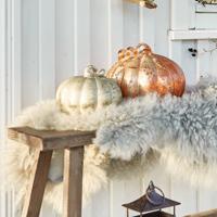 Pompoen set van 2 Courges