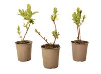 Lonicera Kamtchatica "honingbes" - set van 3