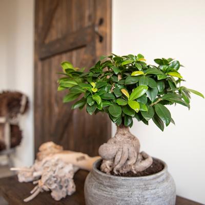 Kamer Bonsai 'Ficus Microcarpa  Ginseng'