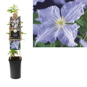 Clematis Blue Angel - bosrank 75 cm