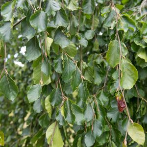 Groene treurbeuk op stam