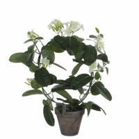 Mica Stephanotis in pot wit - thumbnail