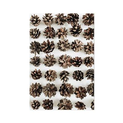 Schilderij op Paneel Dennenappels White PVC 50x70 Een Ophangplaat