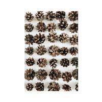 Schilderij op Paneel Dennenappels White PVC 50x70 Een Ophangplaat