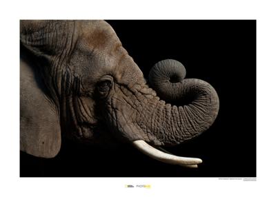 Afrikaanse olifant Art Print National Geographic 50x70cm