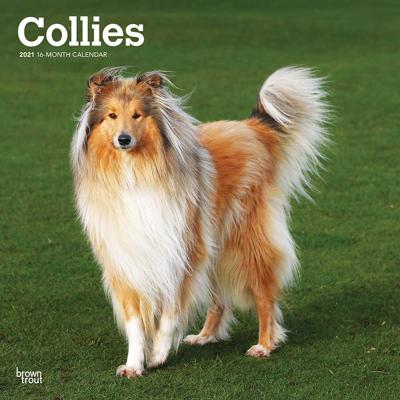 Schotse Herder / Collie Kalender 2021 Schotse Herder / Collie Kalender 2021