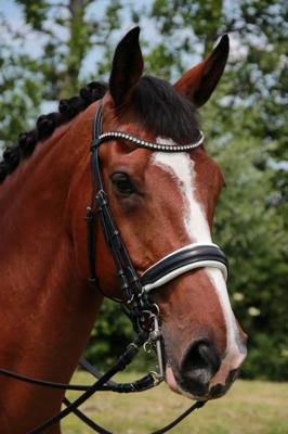 Döbert Stang & Trens Hoofdstel Classic Sydney