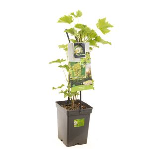 Witte druif Vitis Bianca struik 65 cm