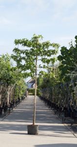 Amberboom als leiboom Liquidambar styraciflua h 270 cm st. omtrek 8 cm st. h 150 cm - Warentuin Natuurlijk