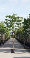 Amberboom als leiboom Liquidambar styraciflua h 270 cm st. omtrek 8 cm st. h 150 cm - Warentuin Natuurlijk - thumbnail