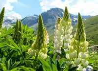 Lupine - thumbnail