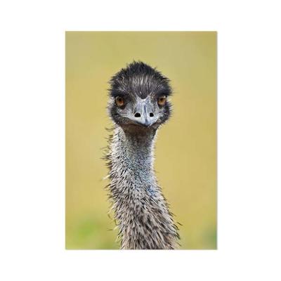 Schilderij op Paneel Struisvogel White PVC 20x30 Tesa Powerstrips Schilderij op Paneel Struisvogel White PVC 20x30 Tesa Powerstrips