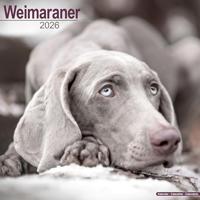 Weimaraner Calendar 2026 Square Dog Breed Wall Calendar - 16 Month