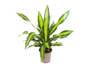 Dracaena Charley