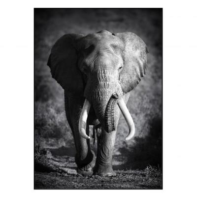 Acoustic Art Elephant 120x180 Zwart Acoustic Art Elephant 120x180 Zwart