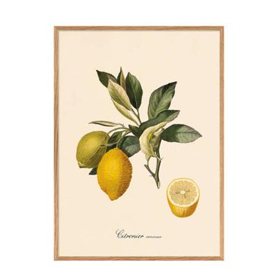 The Dybdahl Co poster Citronier (40x30 cm)
