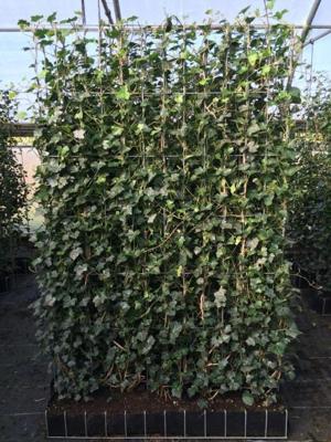 Gewone klimop / Kant en klaar haag