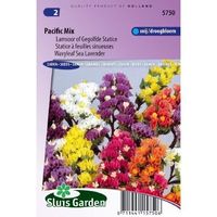 Limonium Sinuatum zaden Pacific Mix lamsoor - thumbnail