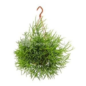 Rhipsalis heteroclada M hangplant