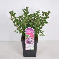 Dwergsering (syringa meyeri "Palibin") - 30-50 cm - 1 stuks - thumbnail