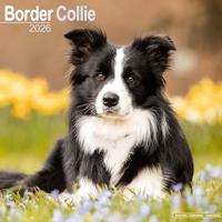 Border Collie Calendar 2026 Square Dog Breed Wall Calendar - 16 Month