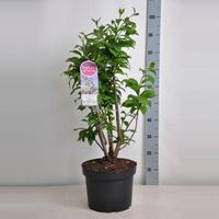 Sering (syringa villosae "Telimena") - 70-90 cm - 1 stuks - thumbnail