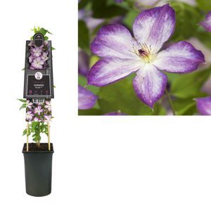 Clematis Pernille® - bosrank 75 cm