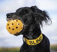 TRIXIE GATENBAL NATUURRUBBER MET BEL VOOR BLINDE OF GEHANDICAPTE HOND 7X7X7 CM - thumbnail