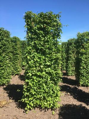 Kant & klaar haag Cornus mas blokhaag H250 x B80 x L80 cm Gele kornoelje Quickhedge - Quickhedge Kant & klaar haag Cornus mas blokhaag H250 x B80 x L80 cm Gele kornoelje Quickhedge - Quickhedge