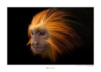 Goudkopleeuwaapje Art Print National Geographic 50x70cm