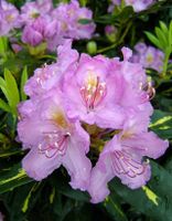 Rhododendron