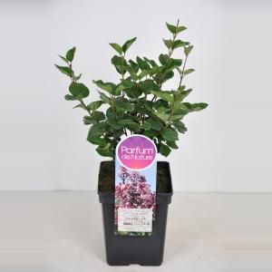 Dwergsering (syringa "Tinkerbelle"®) - 40-60 cm - 1 stuks