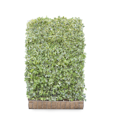 Kleinbladige klimop mobilane kant en klaar haag