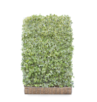 Kleinbladige klimop mobilane kant en klaar haag