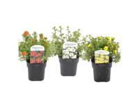 Potentilla - mix of 3