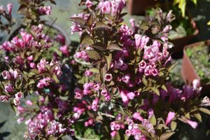 Weigela op stam