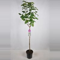 Sering op stam 85 cm (syringa vulgaris "Souv. d'Alice Harding") - thumbnail