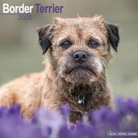 Border Terrier Calendar 2026 Square Dog Breed Wall Calendar - 16 Month