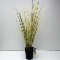 Pampasgras (Cortaderia selloana "Splendid Star") siergras - thumbnail