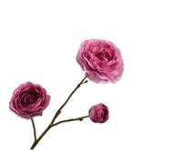 Silk-ka Kunstbloem - zijden bloem ranunkeltak paars 46 cm