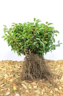 Portugese laurier haag