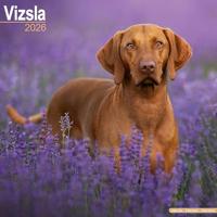 Vizsla Calendar 2026 Square Dog Breed Wall Calendar - 16 Month
