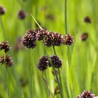 Zwaardrus (Juncus ensifolius) moerasplant (6-stuks) - thumbnail