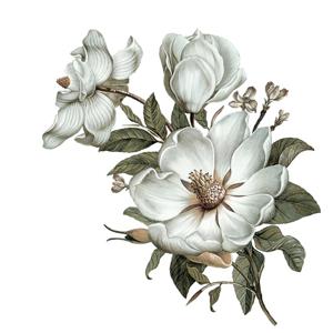 Muursticker - Klassieke Magnolia / Rechts